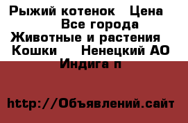 Рыжий котенок › Цена ­ 1 - Все города Животные и растения » Кошки   . Ненецкий АО,Индига п.